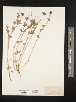 Trifolium spadiceum image