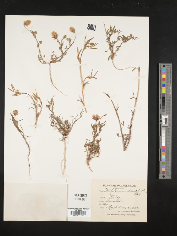 Trifolium stenophyllum image