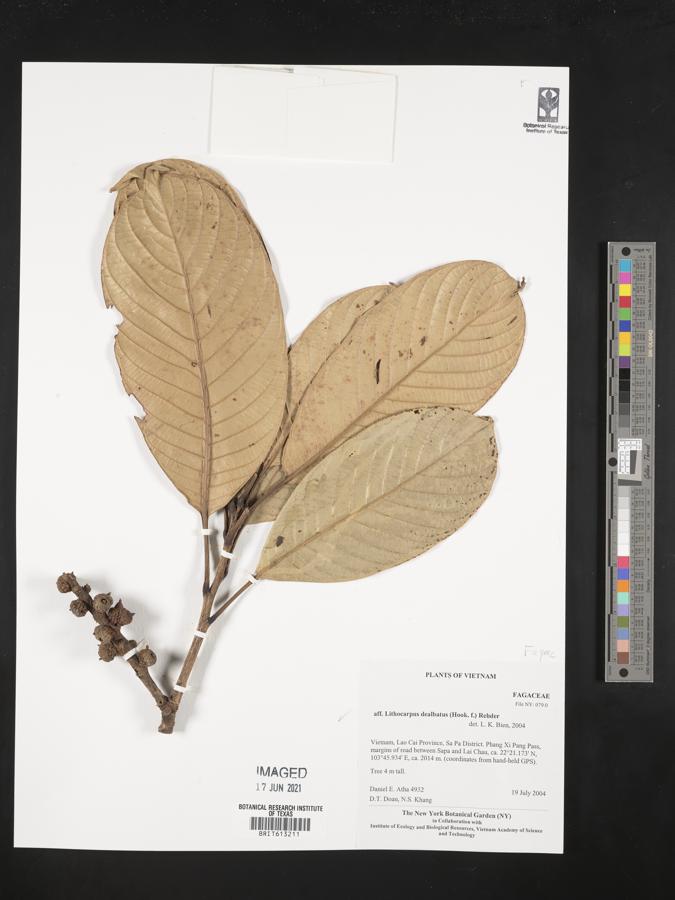 Lithocarpus dealbatus image