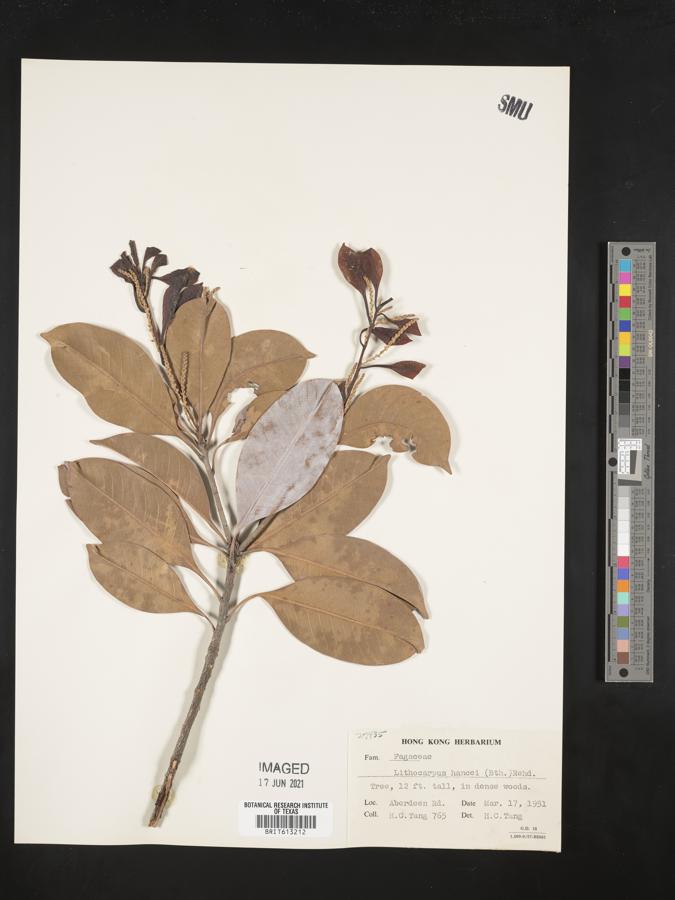 Lithocarpus hancei image