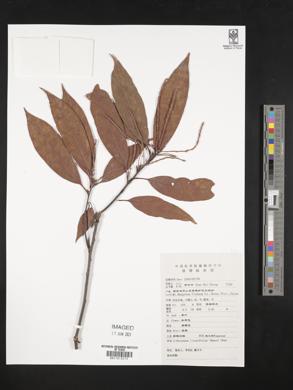 Lithocarpus litseifolius image