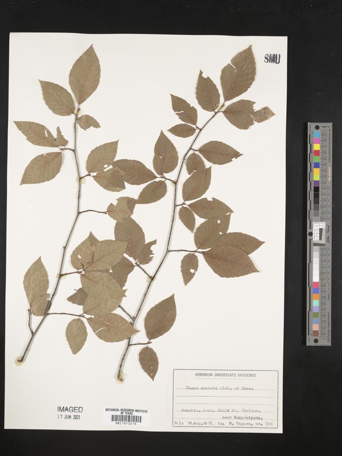 Fagus crenata image