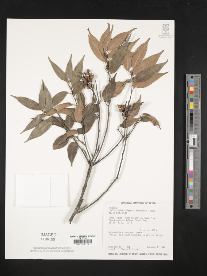 Lithocarpus uraianus image