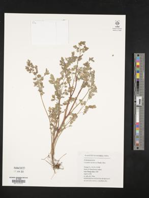 Corydalis racemosa image