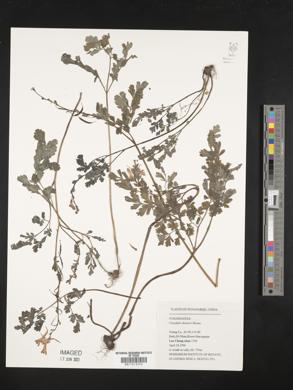 Corydalis sheareri image