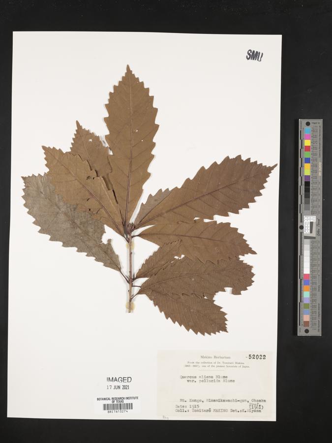 Quercus aliena var. pellucida image