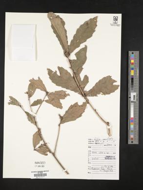 Quercus fabrei image
