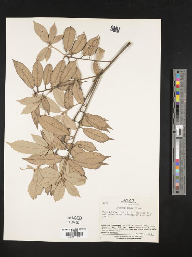 Quercus gilva image