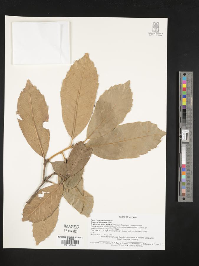 Quercus helferiana image