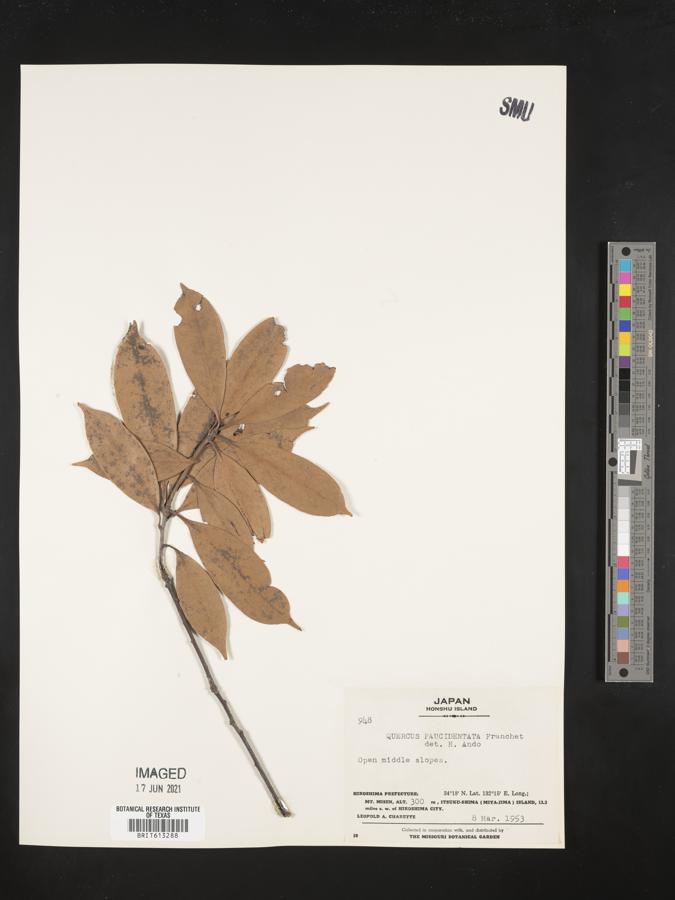 Quercus sessilifolia image