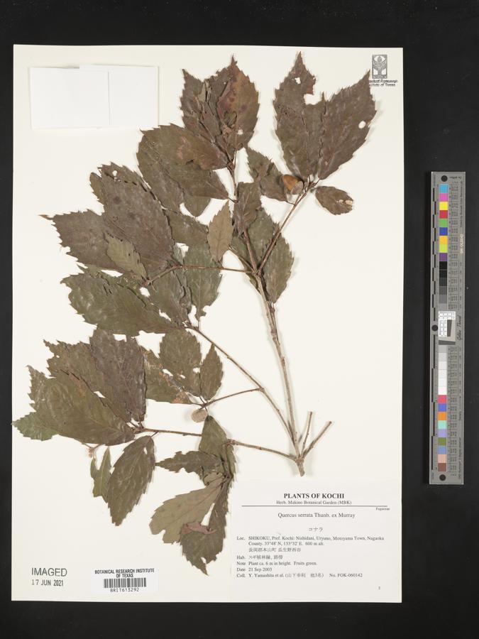 Quercus serrata image