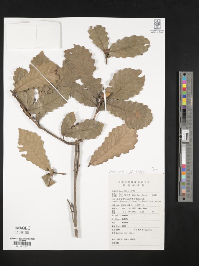 Quercus fabrei image