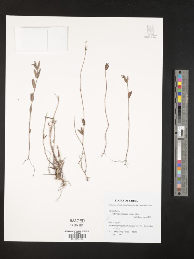 Haloragis chinensis image