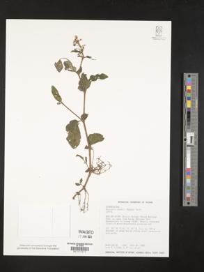 Whytockia sasakii image