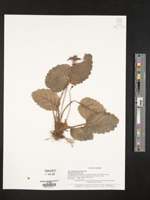 Beccarinda tonkinensis image