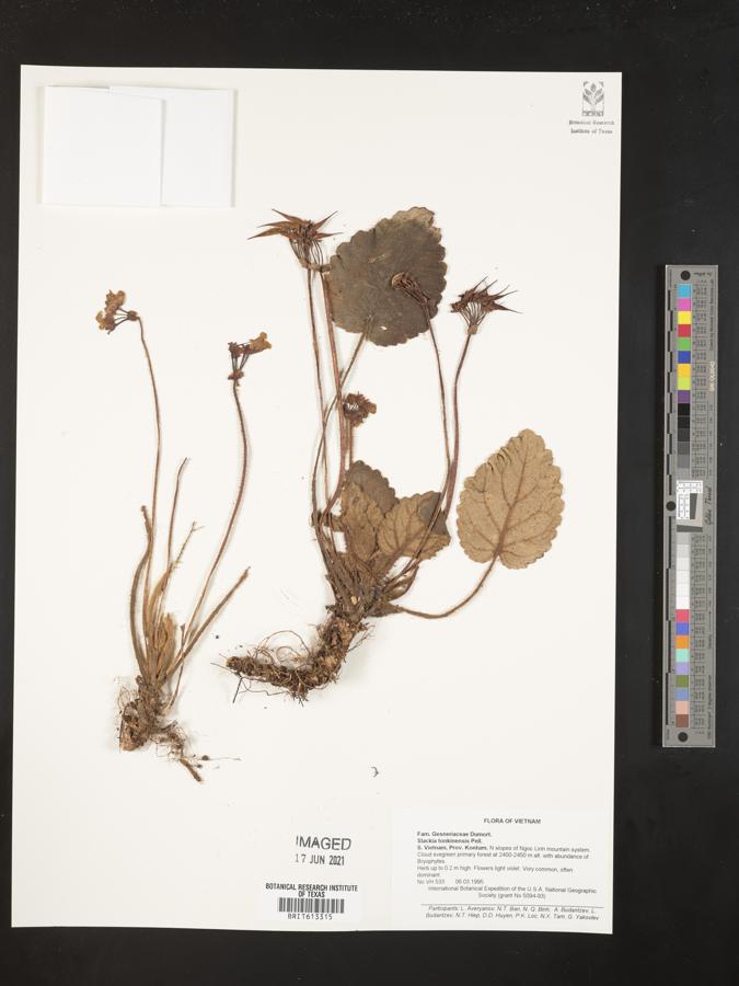 Beccarinda tonkinensis image