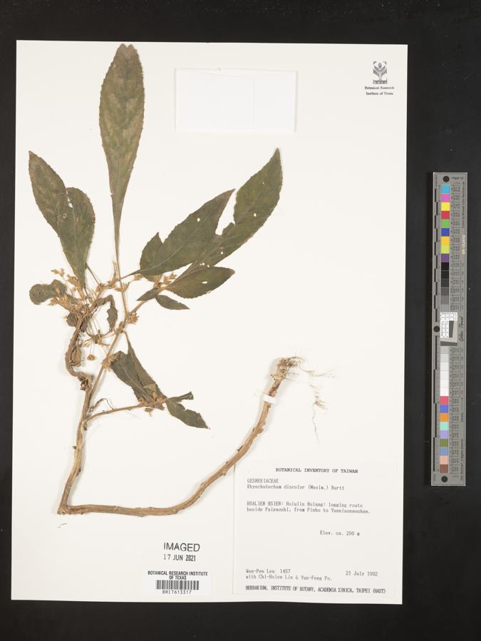 Rhynchotechum discolor image