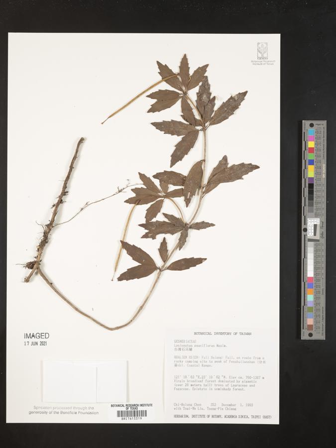 Lysionotus pauciflorus image