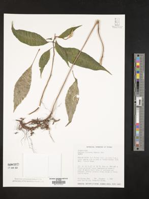 Hemiboea bicornuta image