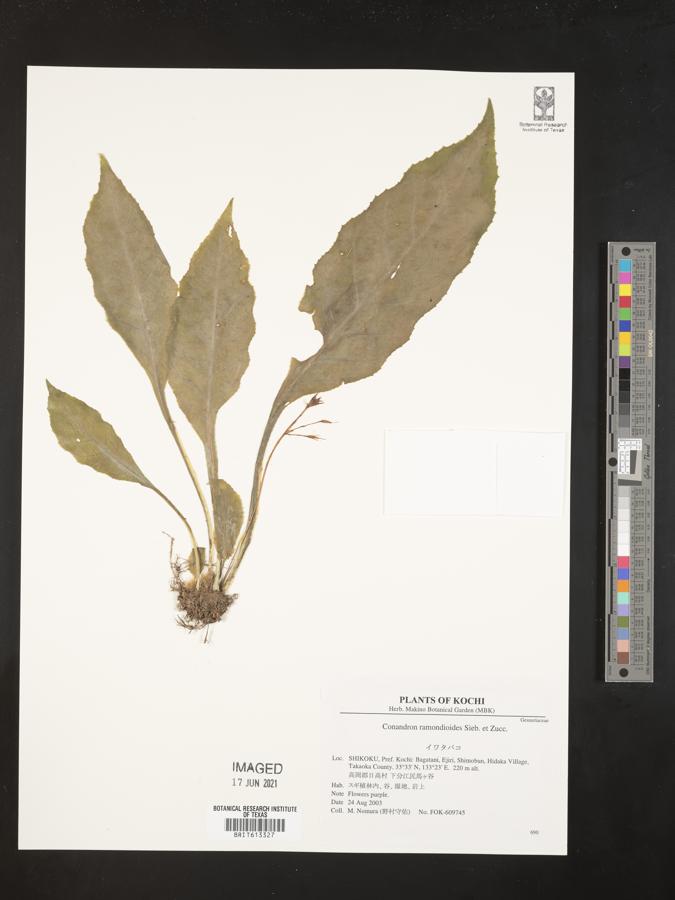 Conandron ramondioides image