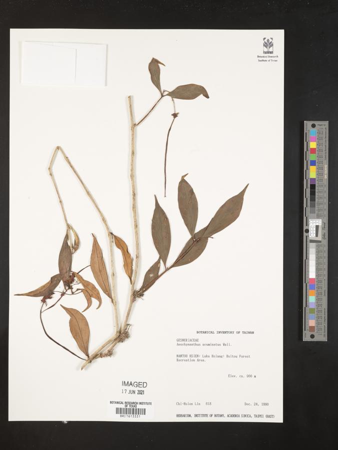 Aeschynanthus acuminatus image