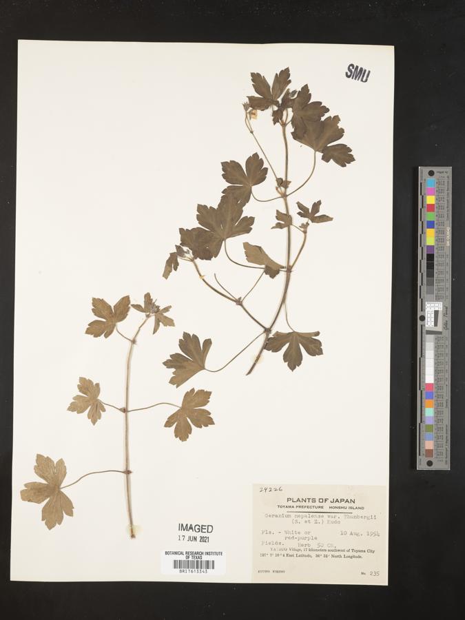 Geranium nepalense var. thunbergii image