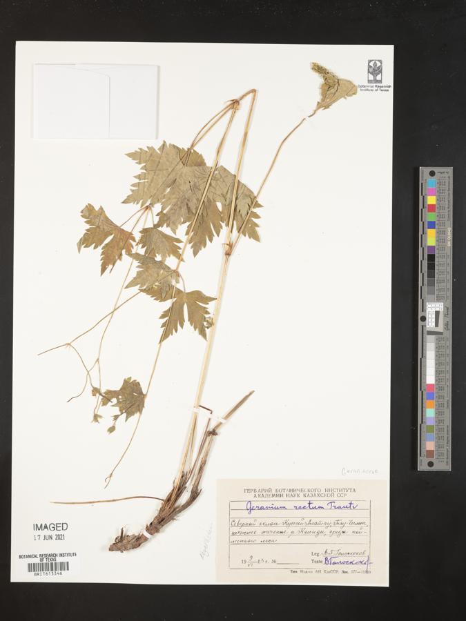 Geranium rectum image
