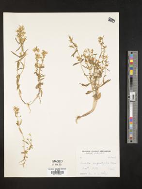 Image of Swertia angustifolia
