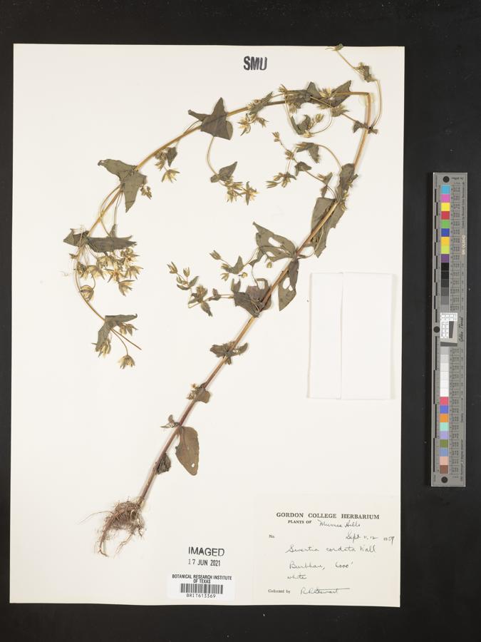 Swertia cordata image