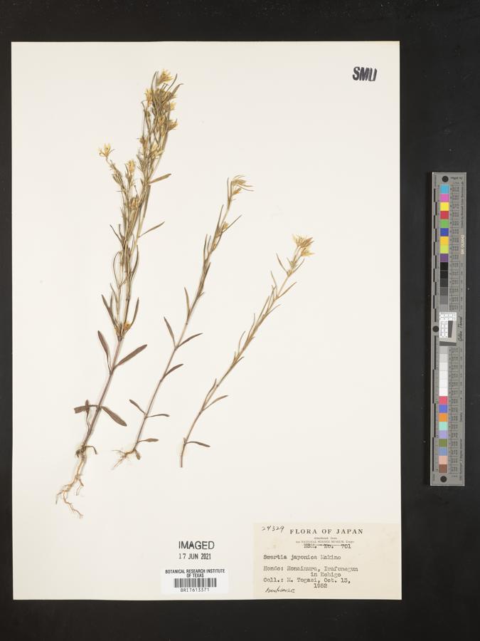 Swertia japonica image