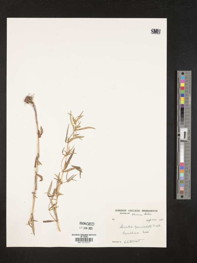 Swertia paniculata image