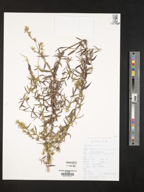 Image of Swertia pseudochinensis