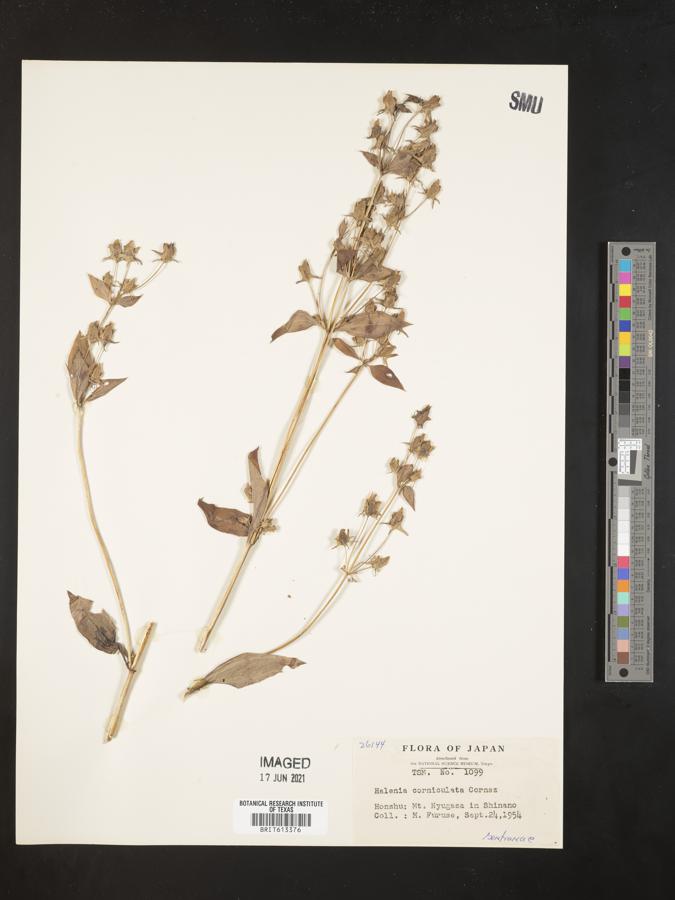 Halenia corniculata image
