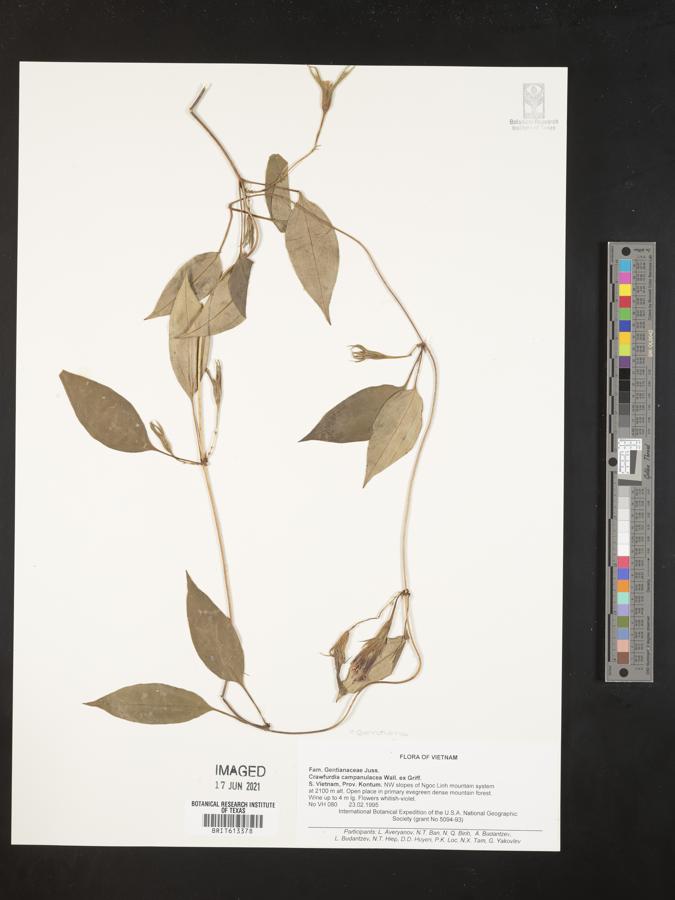 Crawfurdia campanulacea image