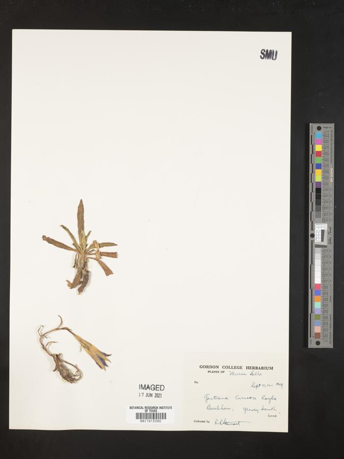 Gentiana kurroo image