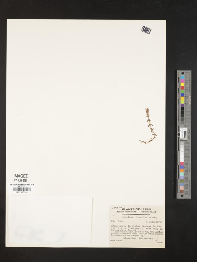 Gentiana nipponica image