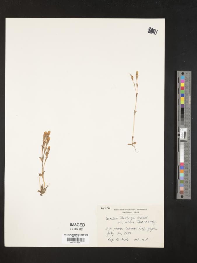 Gentiana thunbergii var. minor image