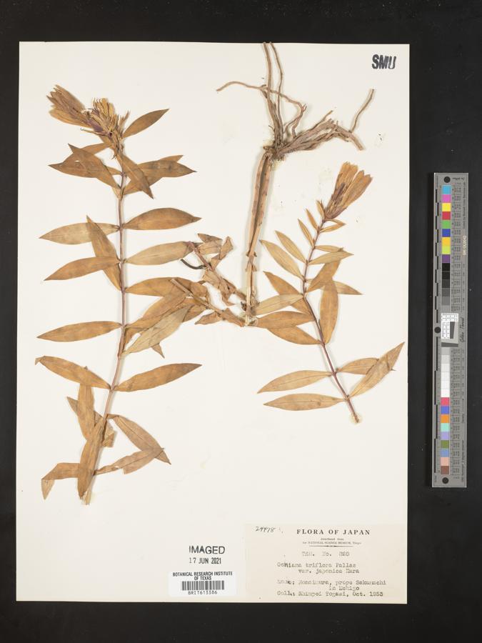 Gentiana triflora image