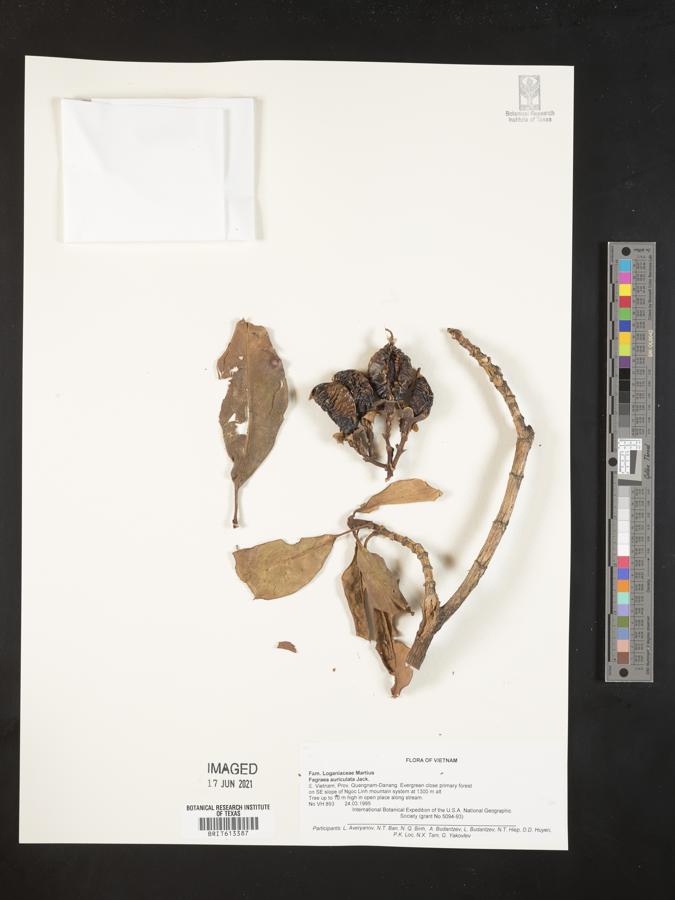 Fagraea auriculata image