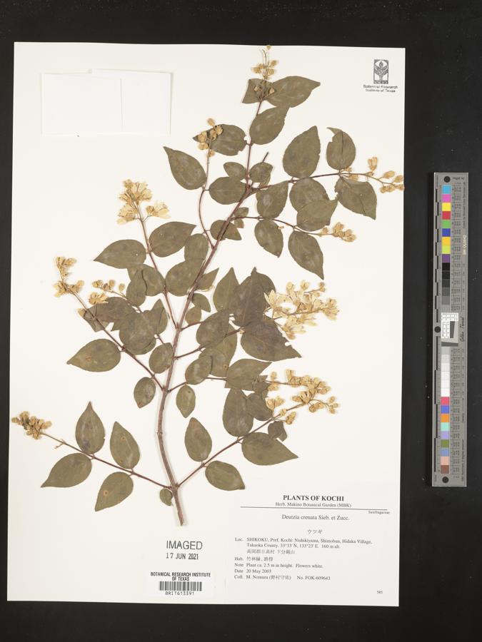 Deutzia crenata image