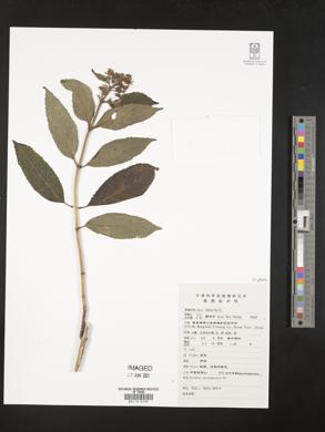 Image of Hydrangea yaoshanensis