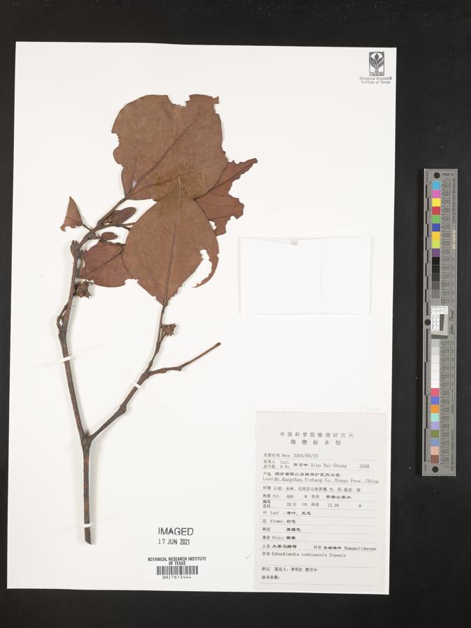 Exbucklandia tonkinensis image