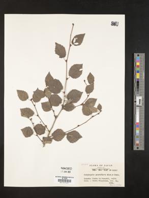 Corylopsis pauciflora image