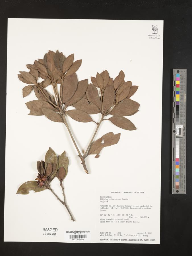 Illicium arborescens image