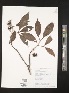 Illicium arborescens image