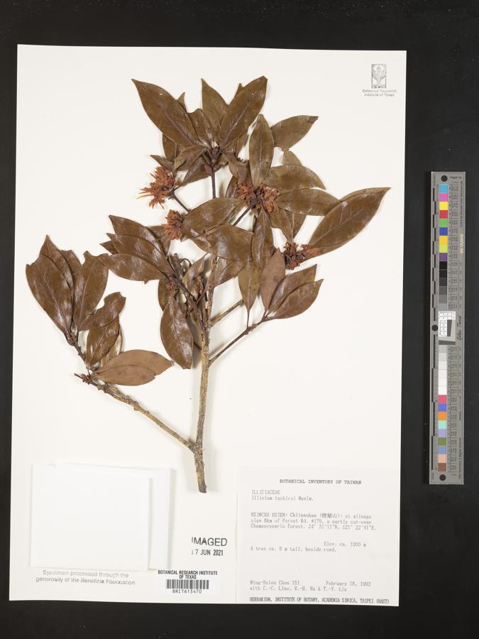 Illicium tashiroi image