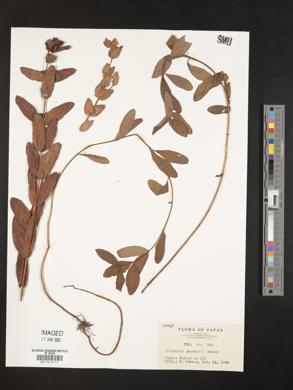 Image of Triadenum japonicum