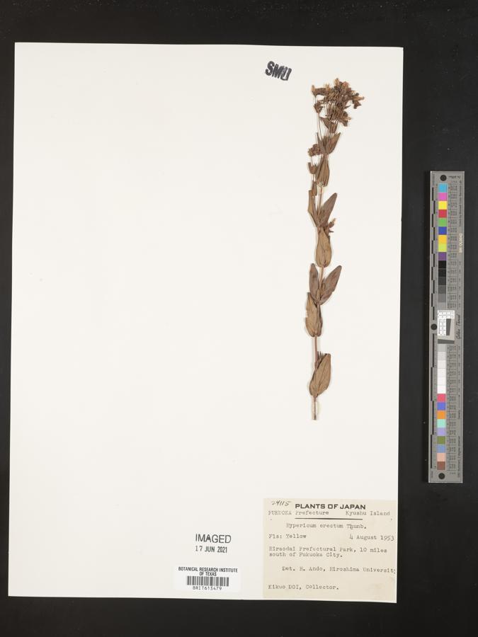 Hypericum erectum image