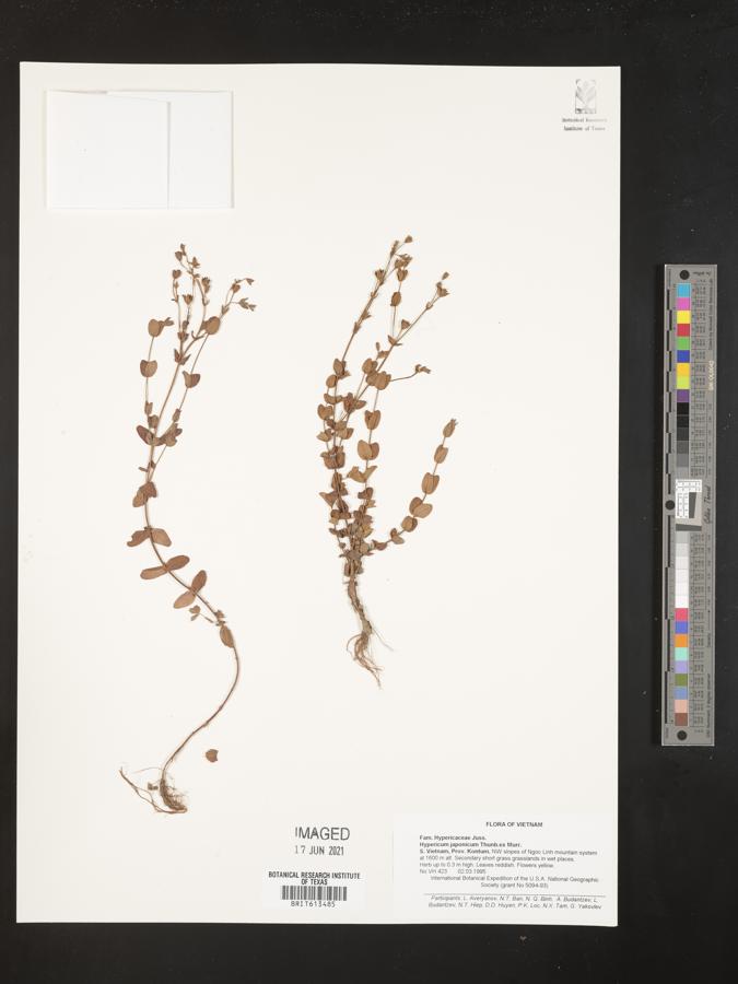 Hypericum japonicum image