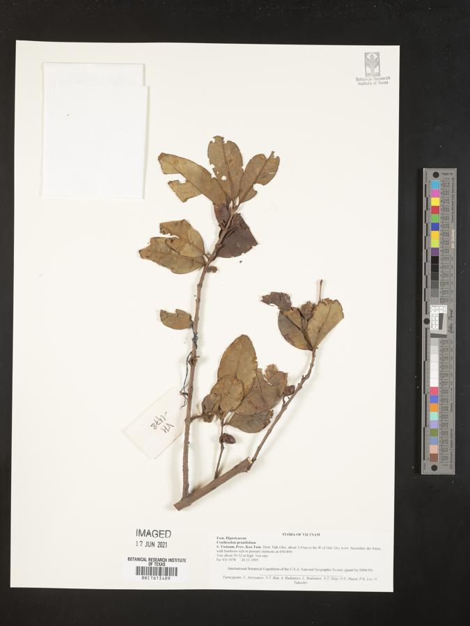 Cratoxylum formosum subsp. formosum image